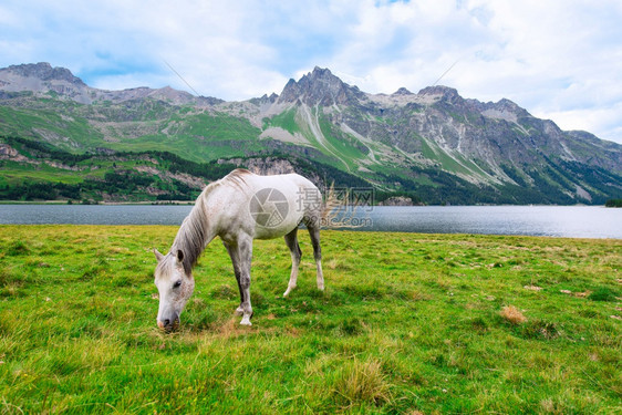 孤独哺乳动物放松在瑞士阿尔卑斯山上湖边一个泊附近的大草地上白马图片