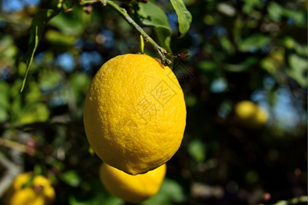 农民柔软的业树枝上有叶子的新鲜柠檬图片