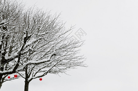 大雪纷飞时间雪下有红球的冬季树节枝设计图片