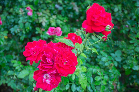 花朵植物群园的红玫瑰灌丛股票照片图片