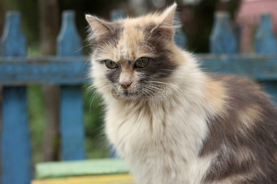 一只大猫坐在长椅上图片