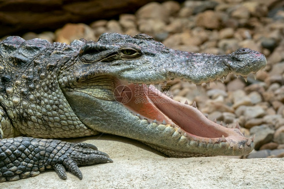亚洲长满牙齿的大嘴口张开的西姆鳄鱼Crocodylussiamensis荒野满的图片