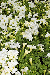 白色的花朵Flora亮白花显示图片树叶图片