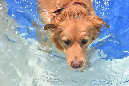 一种小狗在游泳池里完后一只可爱的鸭子追逐狗收费员图片
