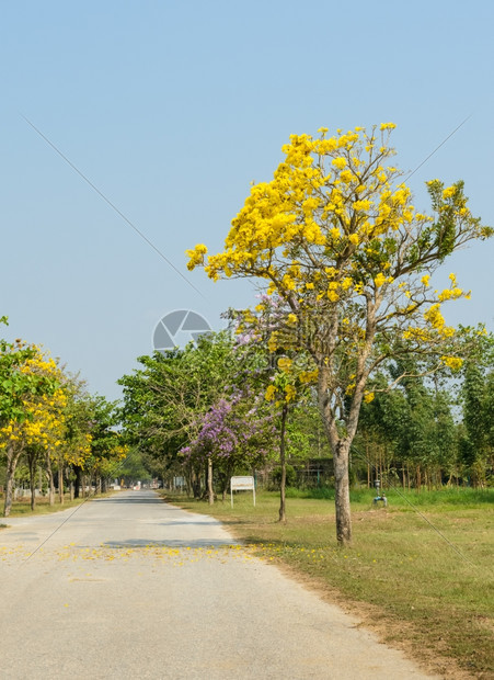 金黄色小号门户14银杏美丽的道路有黄色塔贝布亚阿根色花朵图片