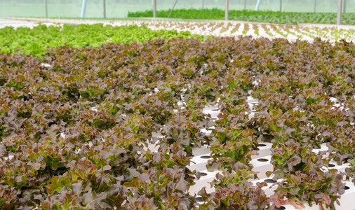 温室有机水分红橡树叶生菜在水栽培系统中种植蔬菜红色的生长图片
