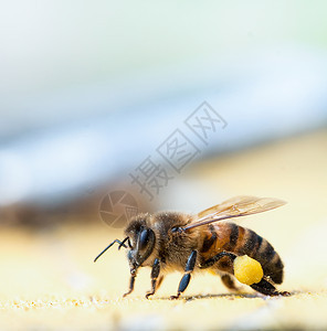 蜜蜂带花粉回家园户外白色的图片