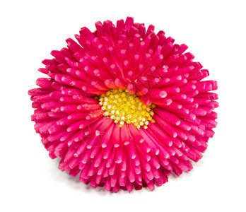 红贝利斯草本植物雏菊自然图片