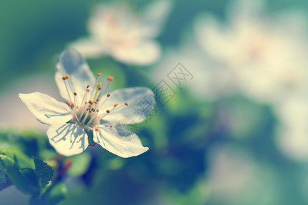 春季背景白梅花的春空间复古植物群美丽图片