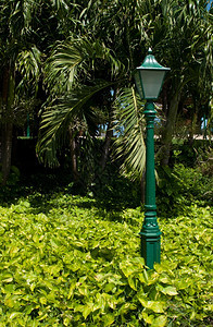 外部复古的包围周为自然覆盖的有活力植物和棕榈树的古董灯柱图片