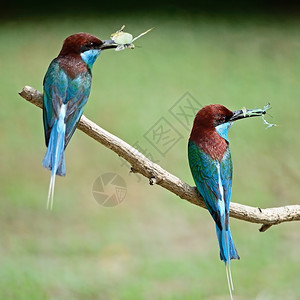 泰国一对美丽的绿色和蓝鸟胸的蜜蜂食梅洛普斯维里迪在树枝背面图谱上徘徊部热带图片