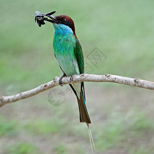 美丽的绿色和蓝鸟胸蜜蜂食梅罗普斯维里迪围在树枝上乳房剖面图一种野生动物棕色的图片