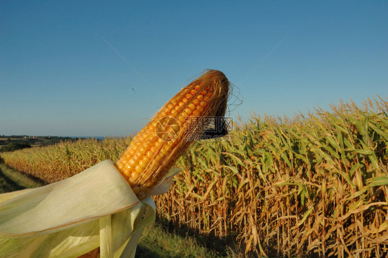 食物农场一颗成熟的玉米之耳蔬菜图片