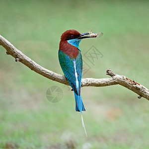 森林轮廓美丽的绿色和蓝鸟胸蜜蜂食梅罗普斯维里迪围在树枝上背图可爱的图片