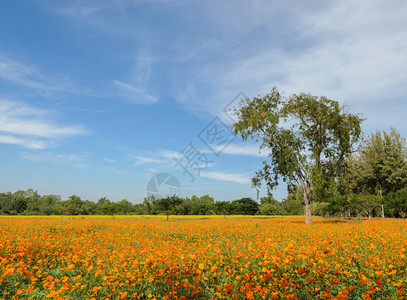 粉蓝色美丽的橙色宇宙花朵田春天粉公园背景