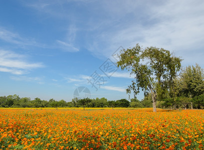 美丽的橙色宇宙花朵田春天粉公园图片