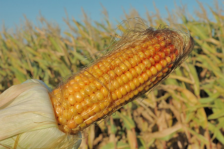 生物质秋天一颗成熟的玉米之耳天空图片