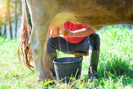 乡村的一个男人在草地上挤奶以手工方式桶作图片