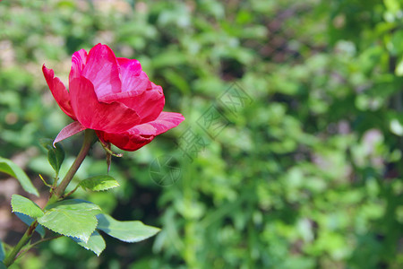 鲜艳的花瓣图片