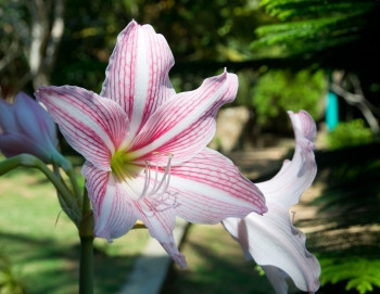 诚意粉色的12月绿花园有红白条纹的阿玛丽丝花朵斯里兰卡亚洲白色的图片