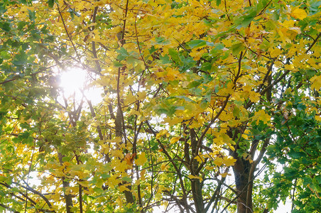 棕色的秋天有黄叶子的树通过枝阳光通过树枝秋天有黄色叶子的树分支机构环境图片