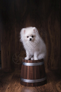 微型坐在木桶上的小可爱狗Pomeranian狗狮子幸福图片