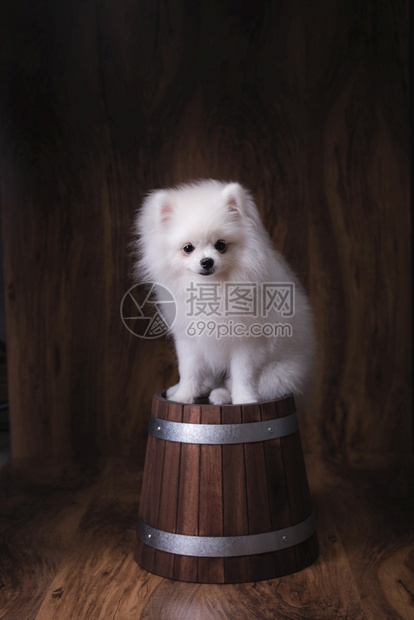 微型坐在木桶上的小可爱狗Pomeranian狗狮子幸福图片