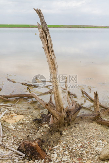 老的塞浦路斯拉纳卡盐湖海岸断裂树枝2016年月拍摄低的图片