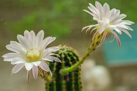尖的锋利植物群两朵花放在紧闭的仙人掌上图片