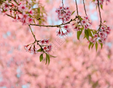 关闭狂野喜马拉雅樱桃花瓣的泰国图片