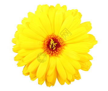 一朵黄色的卡伦杜拉花孤立在白色背景上近距离摄影棚万寿菊正面浪漫图片