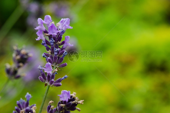 紫丁香药物拉凡杜angustifolia绿色背景面前的熏衣草花在绿色背景面前的正图片