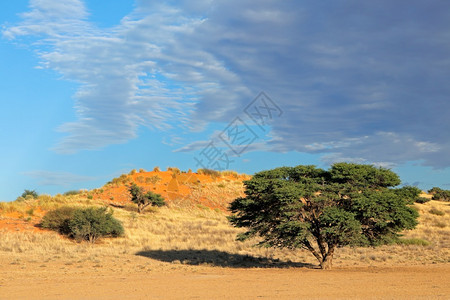 加拉迪环境南非卡拉哈里沙漠加刺树和红色沙丘的风景观卡拉哈里沙漠生态图片