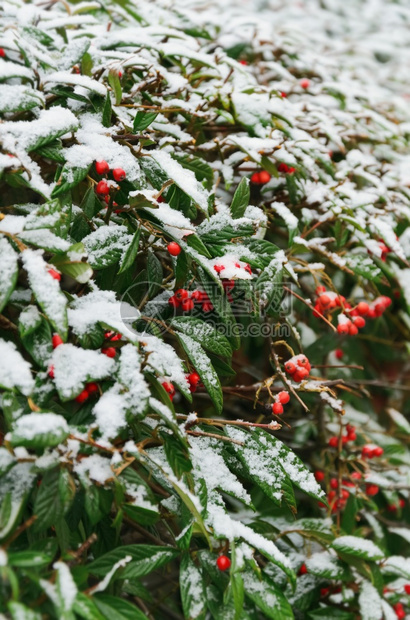 冬天季节绿布什在雪下有红樱桃寒冷的图片