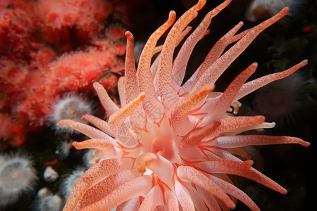 珊瑚生态系统水族馆美丽明亮的Anemonone水下运动图片