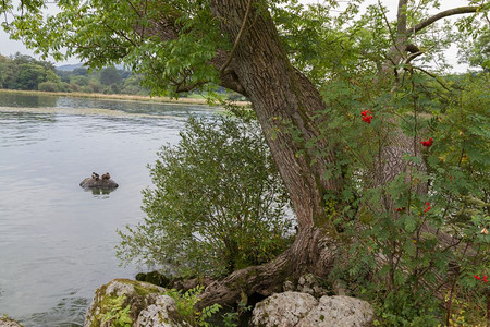 联合王国坎布里亚安利塞的Windermere湖岸边的树木和鸭子干公园安布赛德图片