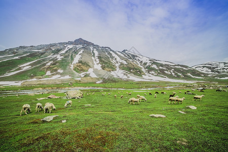 顶峰在山上放牧羊和农场第比利斯图片