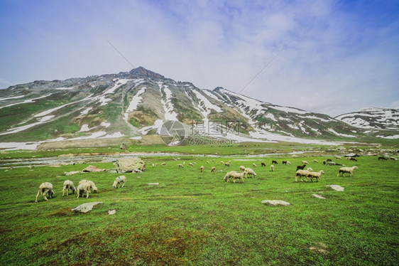 顶峰在山上放牧羊和农场第比利斯图片