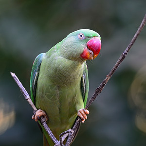 绿鸟一只雌亚历山德林帕拉凯特普西塔库拉森林分支夏天图片
