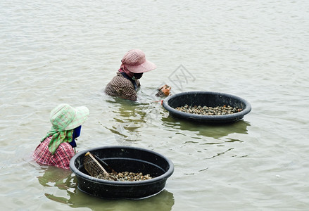 阿纳达拉收集女士工人在采摘蛤蜊图片