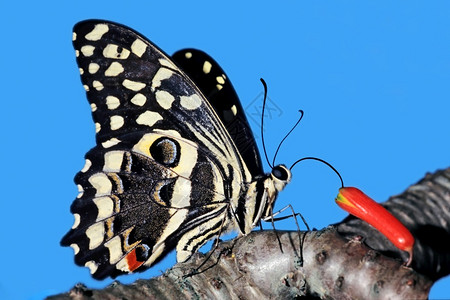 鳞翅目非洲节肢动物花朵上吃着多彩的柑橘酱燕尾蝴蝶Papiliodemododocus南非图片