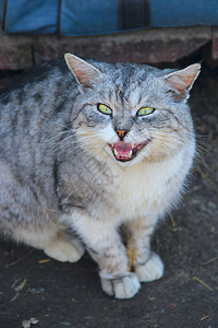 保护的嘴宠物猫嘶声的保护反应苏格兰直猫的口愤怒猫嘶声图片