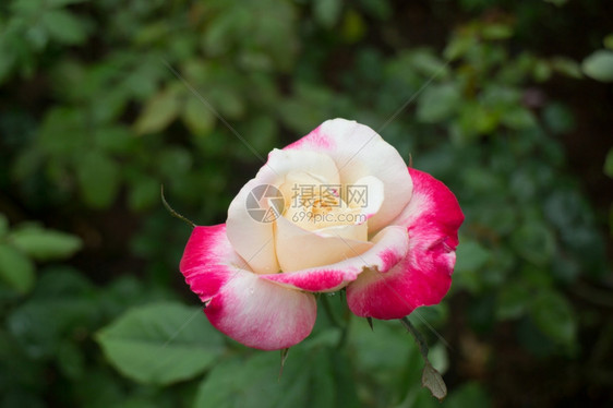 花朵植物学黄色玫瑰红的提示在花园里大胆地股票照片图片