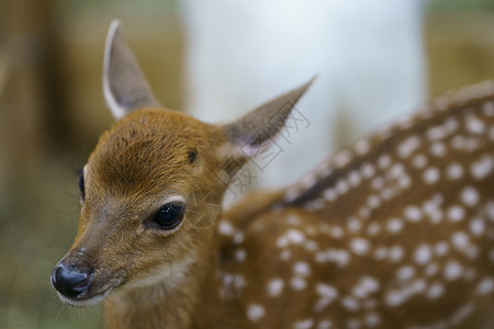 婴儿小鹿斑比关闭一只年轻的鹿野生动物和女图片