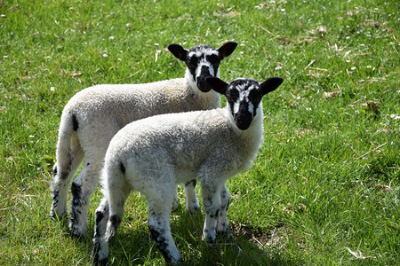农场黑色的公羊北约克郡草地上的双面羊羔图片