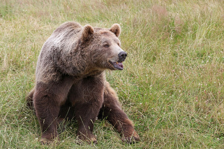 小熊棕在大自然中荒野丹麦图片
