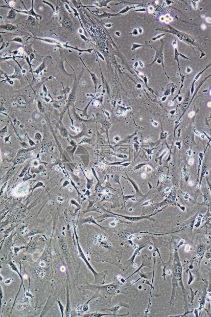 在显示墙壁核心和器官的组织培养中肌肉细胞纤维裂状和粒子的显微镜细胞器组织学微观的图片