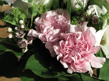 开花一种丰富多彩的粉红康乃馨花蒂安图斯紧闭着粉红的康乃馨花迪安图斯在柔软的浪漫花束中紧闭着图片