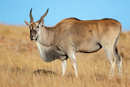 男栖息地公牛南非泽布拉山公园草原上的雄电子羚羊Tragelaphusoryx图片