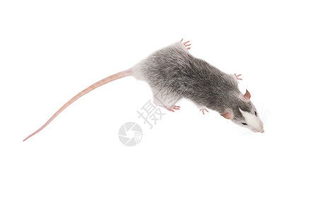 害虫幼灰鼠在白色背景上隔离啮齿类宠物最佳爪子图片